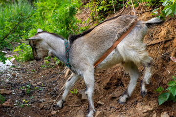 Chinese rural goat