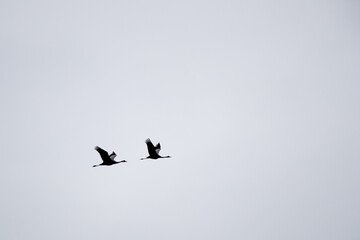 Kranich (Grus grus) im Flug, Müritz, Deutschland, Europa