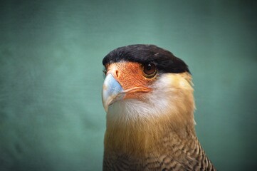 Caracara Plancus