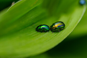 Close-up view of two brightly coloured beetles. The two insects are moving on a large green leaf.