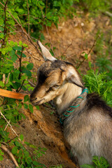 Chinese rural goat