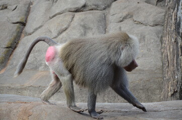 Wild Hamadryas baboon, zoo of Frankfurt (Germany)