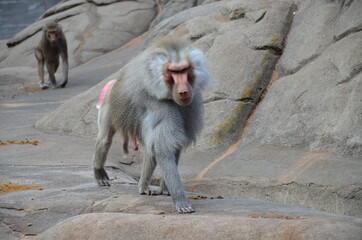 Wild Hamadryas baboon, zoo of Frankfurt (Germany)
