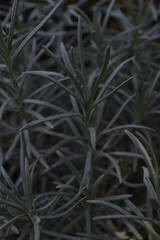 helichrysum arenarium medicinal herbs in the garden