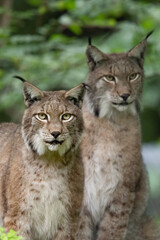 Luchs (Lynx lynx) Deutschland, Europa