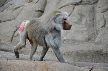 Wild Hamadryas baboon, zoo of Frankfurt (Germany)