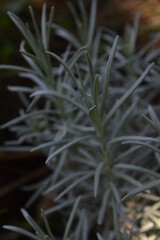 helichrysum arenarium medicinal herbs in the garden