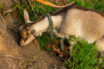 Chinese rural goat