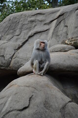 Wild Hamadryas baboon, zoo of Frankfurt (Germany)