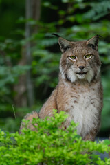 Naklejka na ściany i meble Luchs (Lynx lynx) Deutschland, Europa