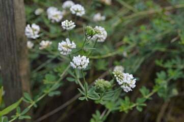 Little white flowers in my garden