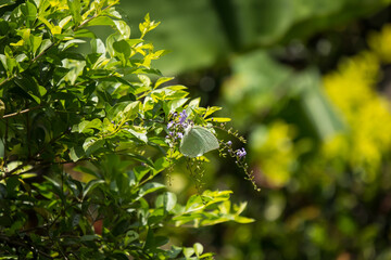 Buttlefly and  Duranta repens Flower