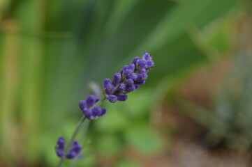 Lavandula purple plant flower lavender in my garden decoration