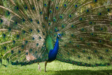 Obraz premium ave, pavo real