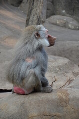 Wild Hamadryas baboon, zoo of Frankfurt (Germany)