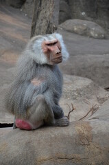 Wild Hamadryas baboon, zoo of Frankfurt (Germany)