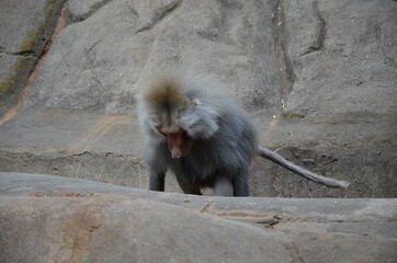 Wild Hamadryas baboon, zoo of Frankfurt (Germany)