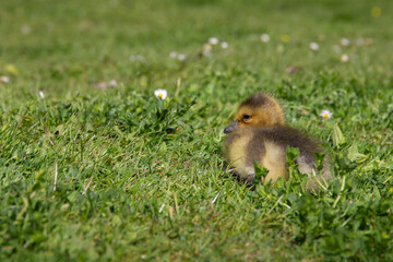 Obraz premium Kanadagansküken (Branta canadensis) sitzt auf einer Wiese, Deutschland, Europa