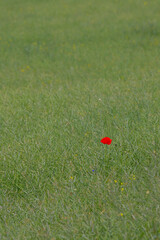 Klatschmohn (Papaver rhoeas) im Rapsfeld, Deutschland, Europa