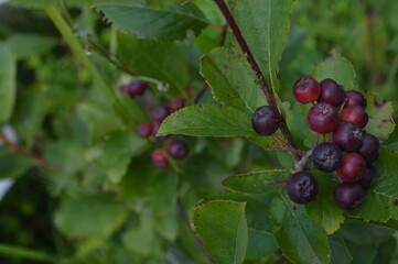 Aronia melanocarpa - ripe aronia berries on the tree