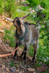 Chinese rural goat