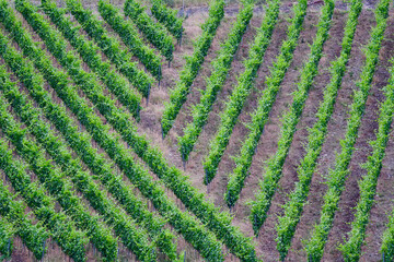 vine yard structures of grapevine plants on a hill rhine riesling