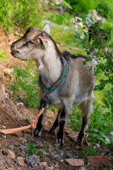 Chinese rural goat