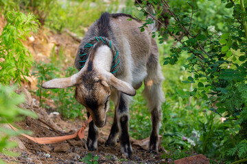 Chinese rural goat
