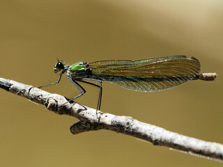 Beautiful Calopteryx splendens female on a branch of a tree  summer with golden wings in the first rays of the sun above the river