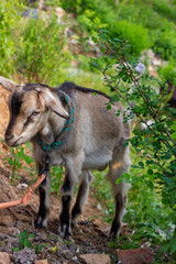 Chinese rural goat