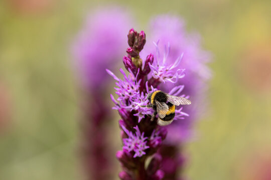 Top of a Liatris Spicata or bottle brush flower with bumblebee and blurred out of focus dark autumn coloured background