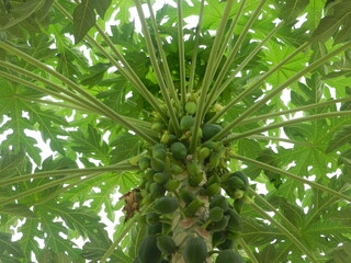 Obraz na płótnie Canvas close up of papaya