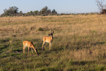 Whitetail Deer Does in Summer