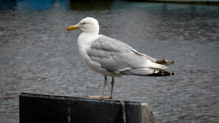 Möve im Hafen stehend  Seitenansicht