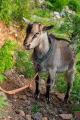 Chinese rural goat
