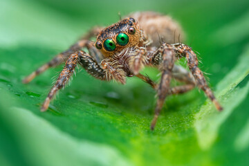 The beautiful eyes of the jumping spider