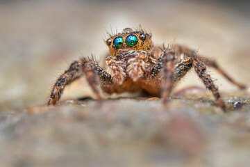 The beautiful eyes of the jumping spider