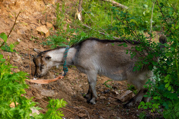 Chinese rural goat