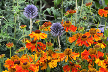Helenium 'Sahin's Early Flowerer sneezeweed daisies and Echinops blue globe thistle in flower during the summer months