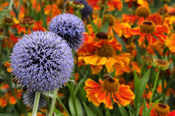 Helenium 'Sahin's Early Flowerer sneezeweed daisies and Echinops blue globe thistle in flower during the summer months