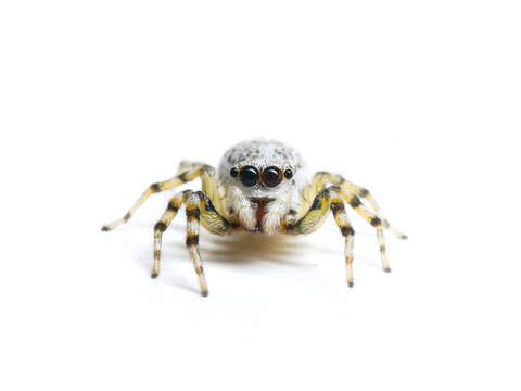 White jumping spider on white background ,Phintella versicolor