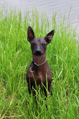 The Mexican Hairless Dog. Pet on the lawn. Dog dark color on the background of green grass. Near.   Animal walk in nature..