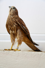 A Falcon with a ring on its paw. Ringed wild bird, Kestrel. Concept: banding and caring for wild...