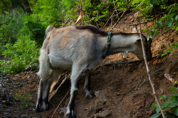 Chinese rural goat