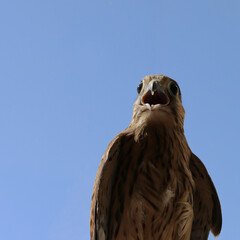 A wild bird, a Kestrel with an open beak. Falcon close-up against the blue sky. The beak and eyes...