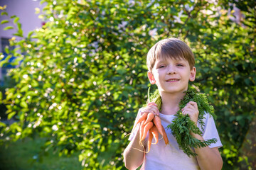 cute preschool blond little kid boy with carrots in domestic garden. Child gardening and eating outdoors. Healthy organic vegetables as snack for kids and kindergarten children