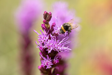 Bumblebee on top of flower Liatris Spicata or bottle brush with blurred out of focus garden background