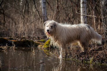 Dog hunt in the swamp.