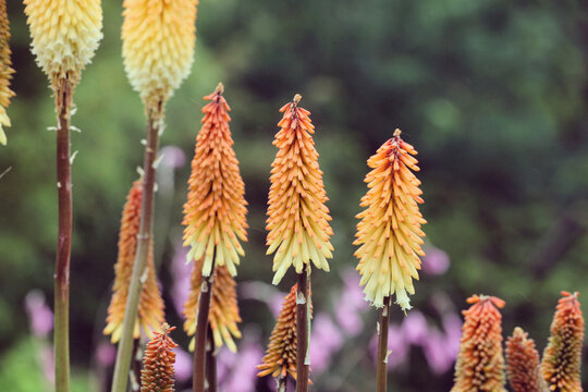 Cream and orange kniphofia red hot poker  'Tawny King' in flower