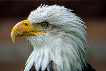 american bald eagle